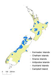 Hymenophyllum malingii distribution map based on databased records at AK, CHR, OTA and WELT. 
 Image: K. Boardman © Landcare Research 2016 CC BY 3.0 NZ